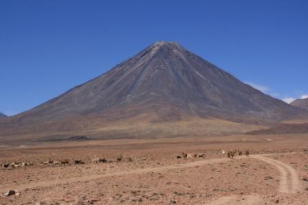 Eine Herde Lamas vor einem Vulkan
